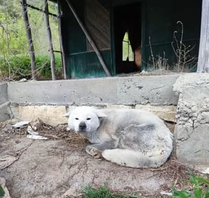 shy dog laying outdoor on the ground