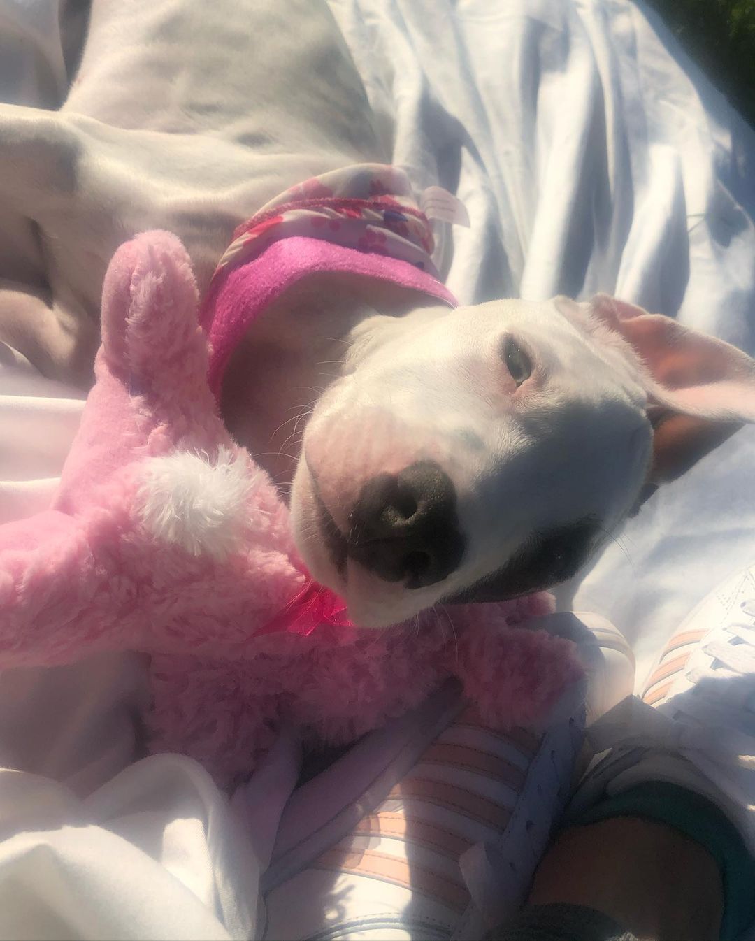 sick dog with pink toy