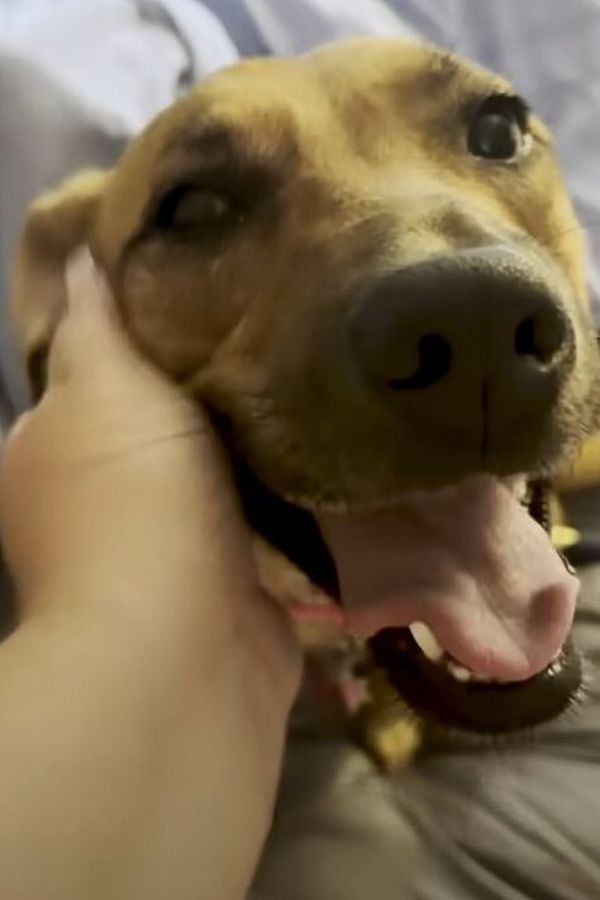 smiling dog looking at woman while petting