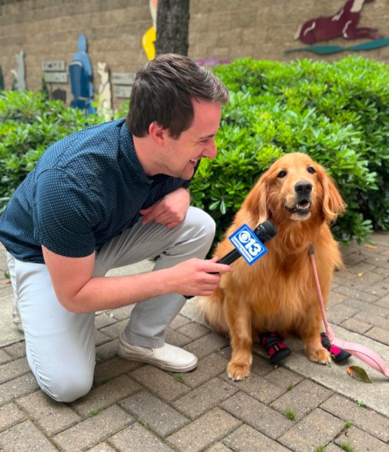 smiling golden retriever interviewer