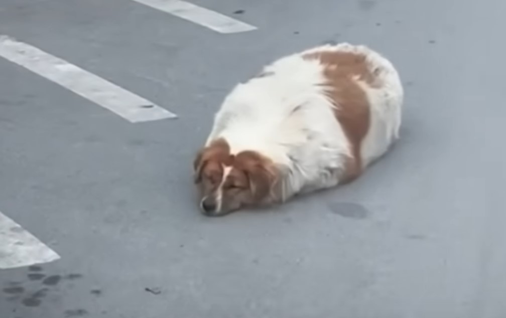 stray dog lying on the street