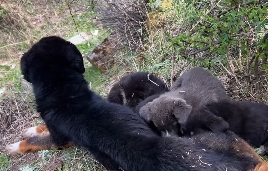 stray dog sleeping together