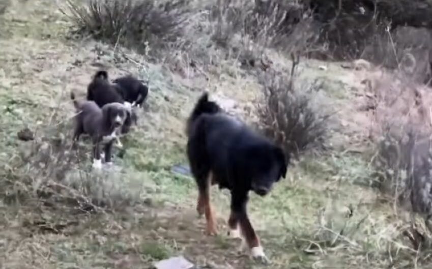 stray dog and two puppies walking 