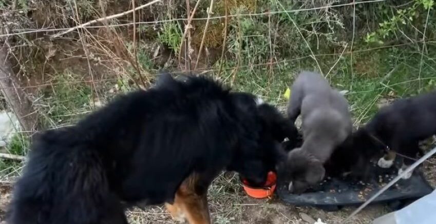 stray mother dog and puppies