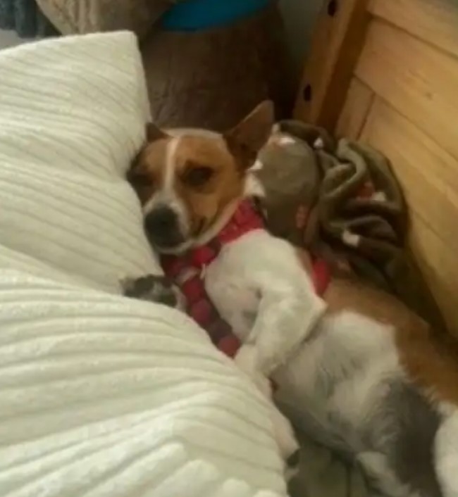 sweet dog laying in house