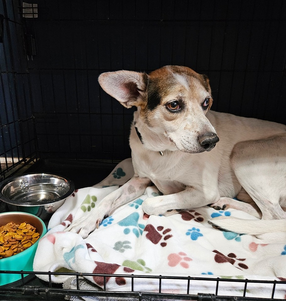 sweet dog with big eyes laying down