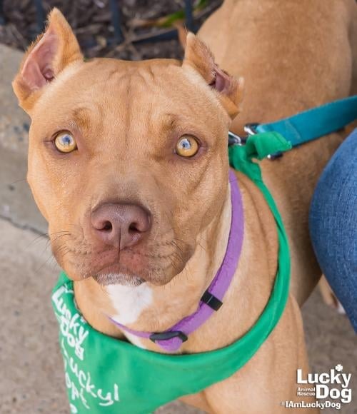 sweet dog with green leash