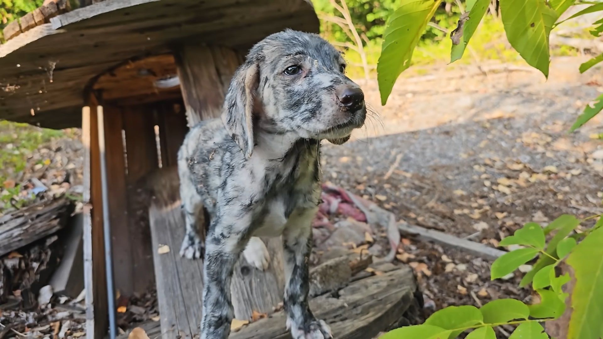 sweet gray dog