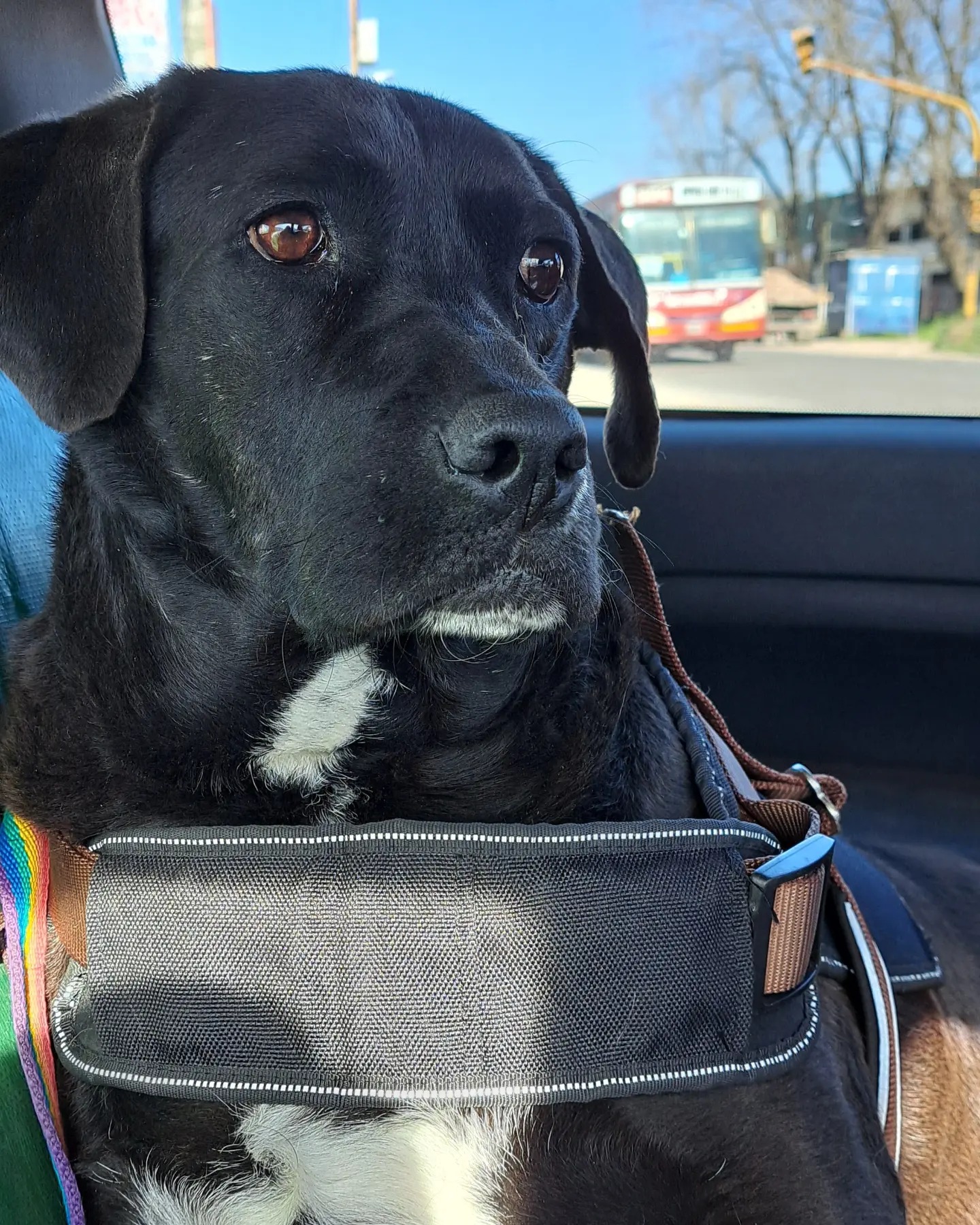 the black dog enjoys the car ride