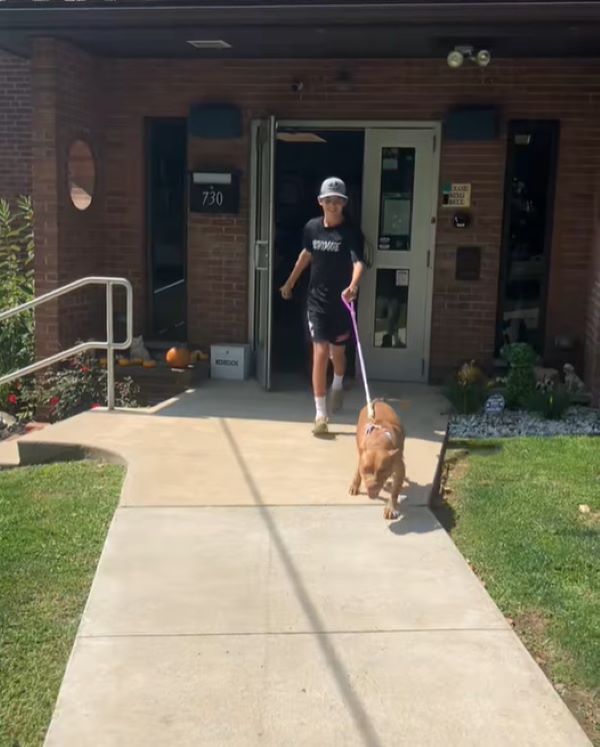 the boy leads the dog on a leash