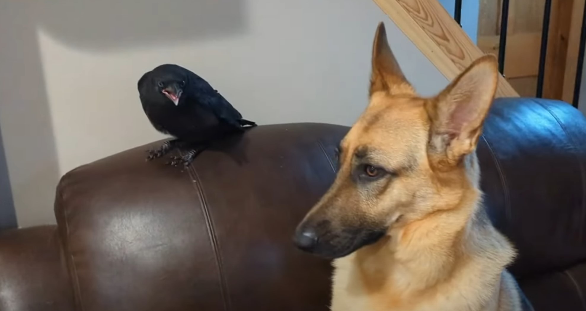 the crow sits on the armchair and looks at the sitting dog