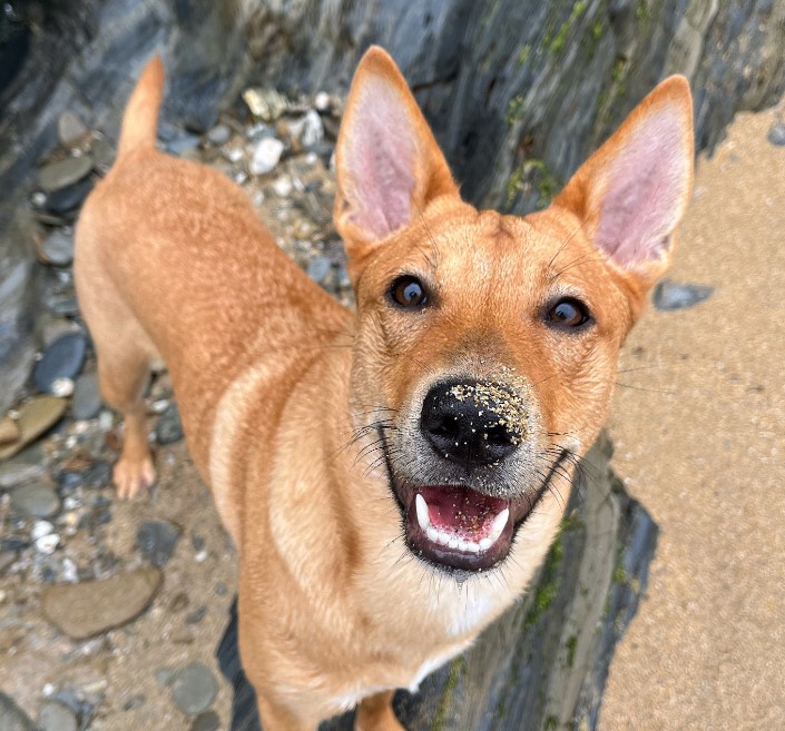 the dog is looking at the camera on his muzzle of sand