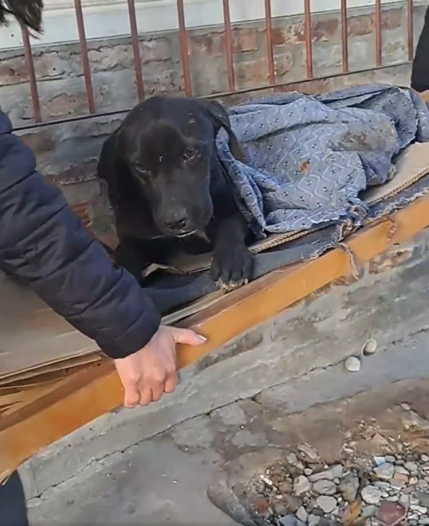 the dog is lying on the cardboard box