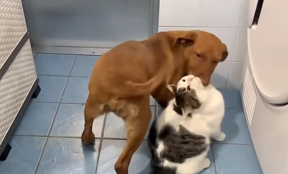 the dog is playing with the cat in the bathroom