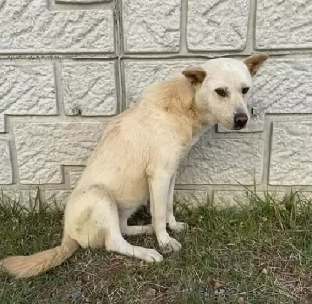 the dog is sitting by the wall on the grass