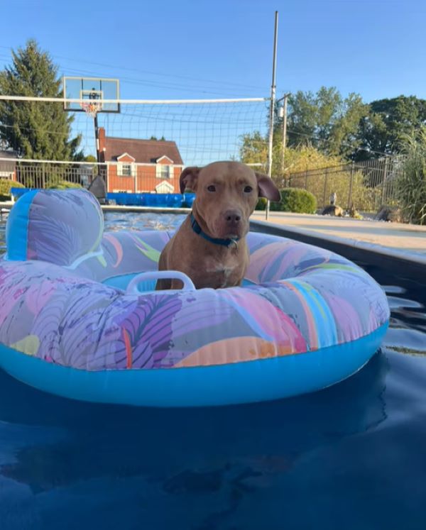 the dog is sitting in a sled in the water