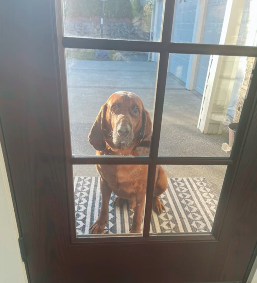 the dog is sitting in front of the front door