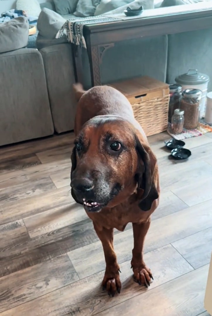 the dog is standing in the kitchen on the laminate