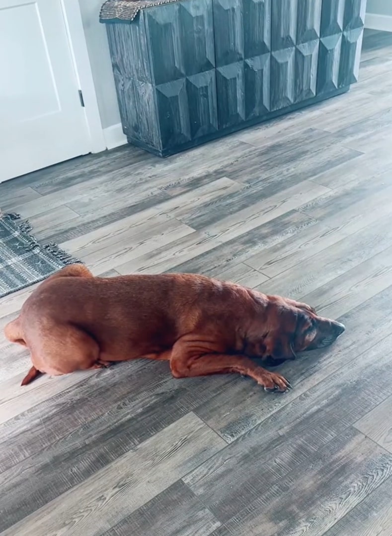 the dog lies on the laminate