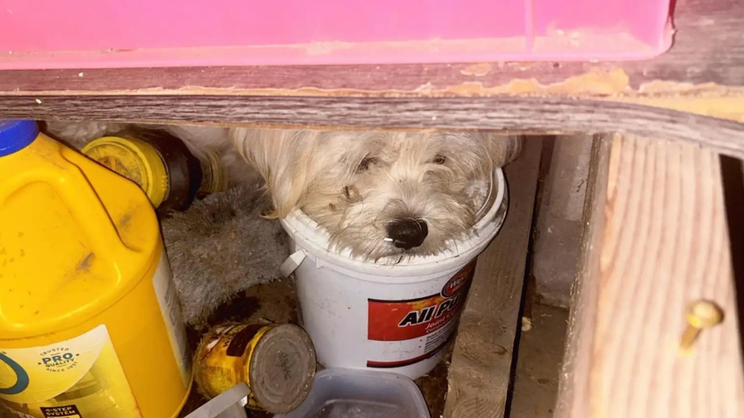 the dog lies stuck between the shelves