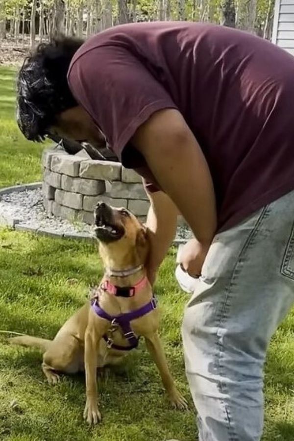 the dog sits on the grass and enjoys being petted by the man