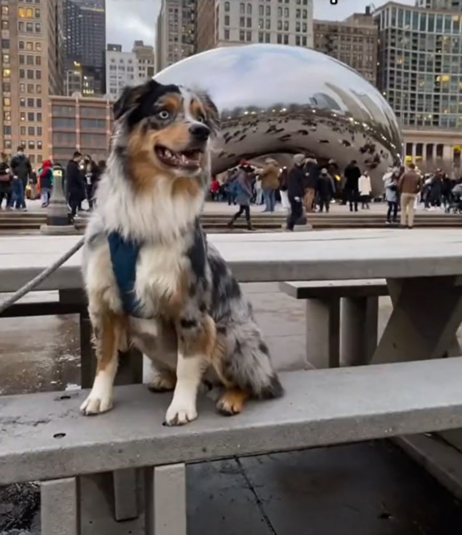 the dog stands on a stone stool and looks around