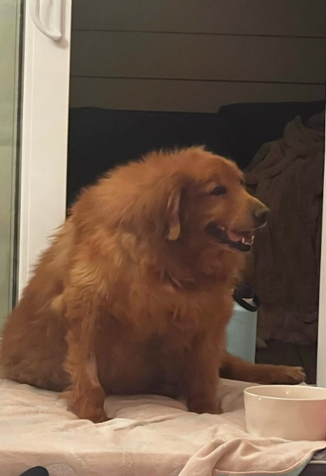 the golden retriever sits and looks around