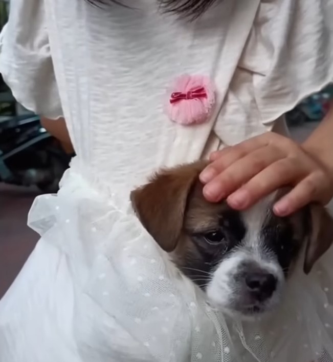 the little girl strokes the dog's head