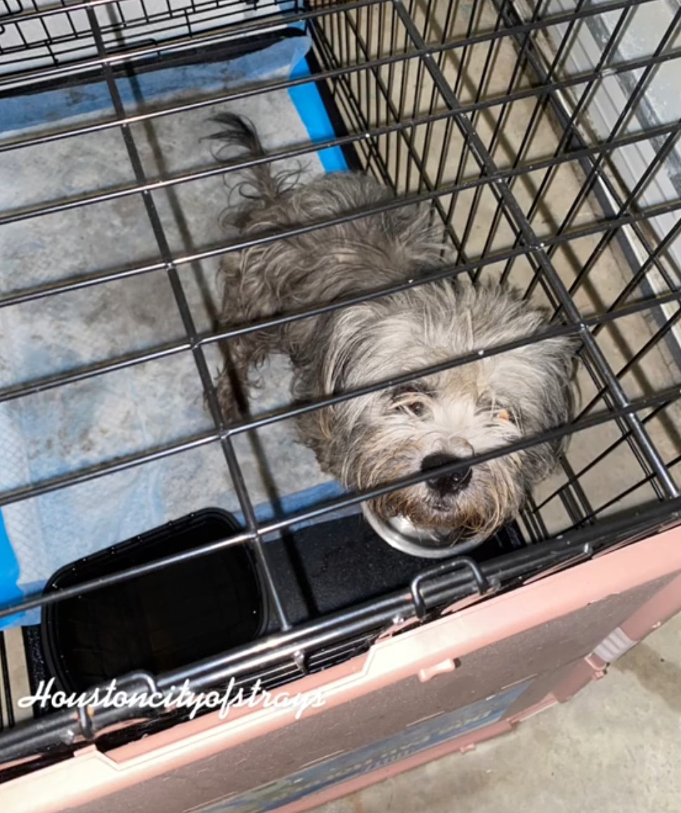 the puppy peeks out of the cage