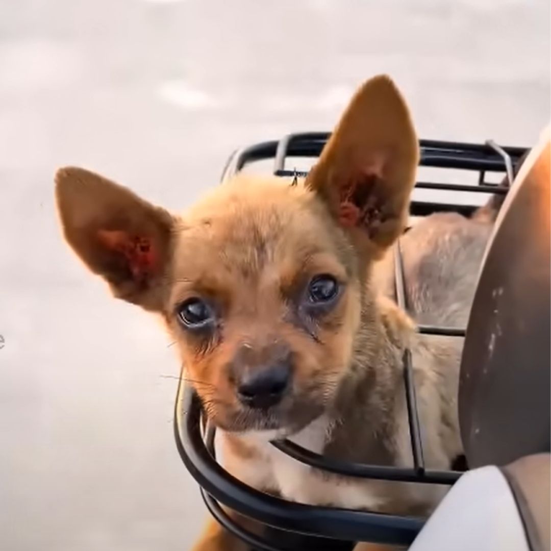 the puppy rides in a basket