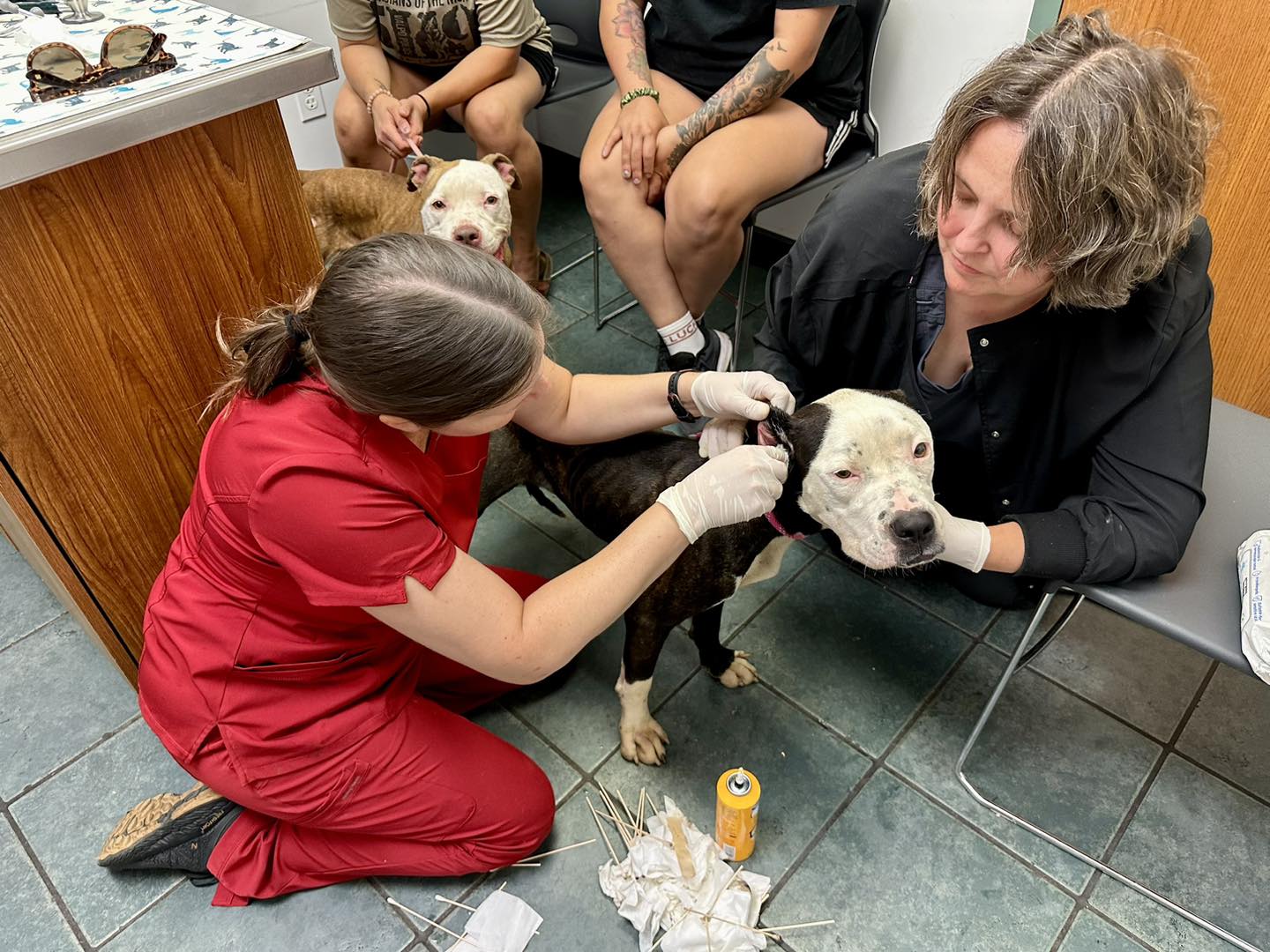 the veterinarian examines the dog's ears