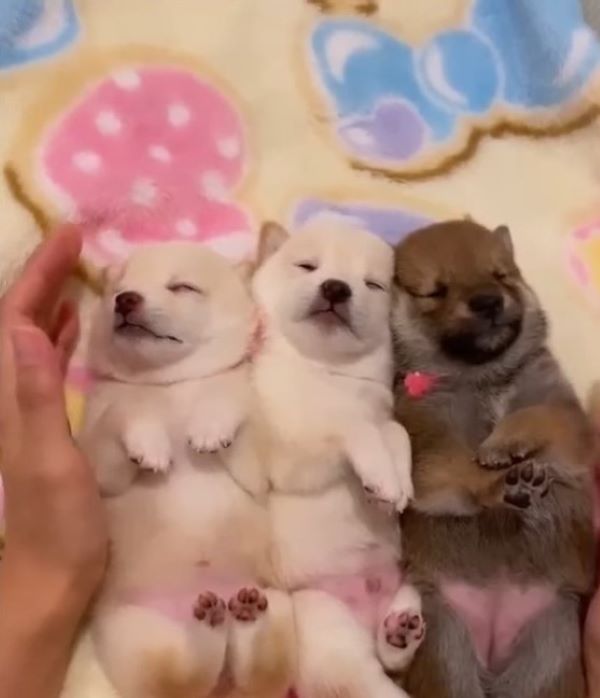 three adorable puppies