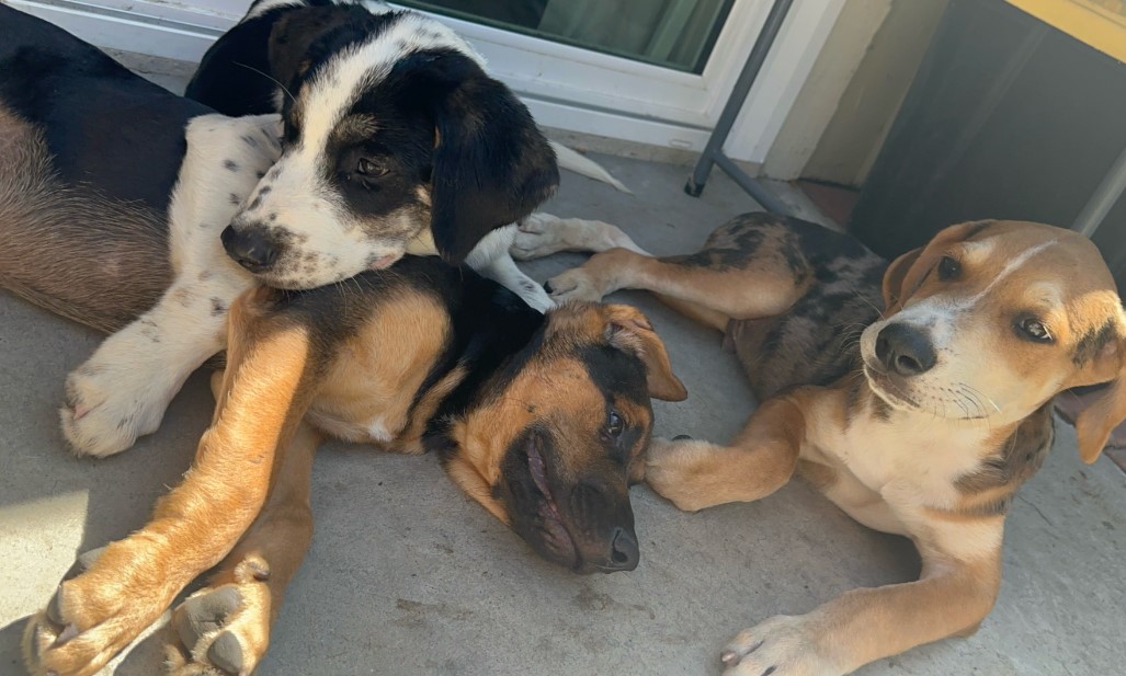 three cute puppies lying together