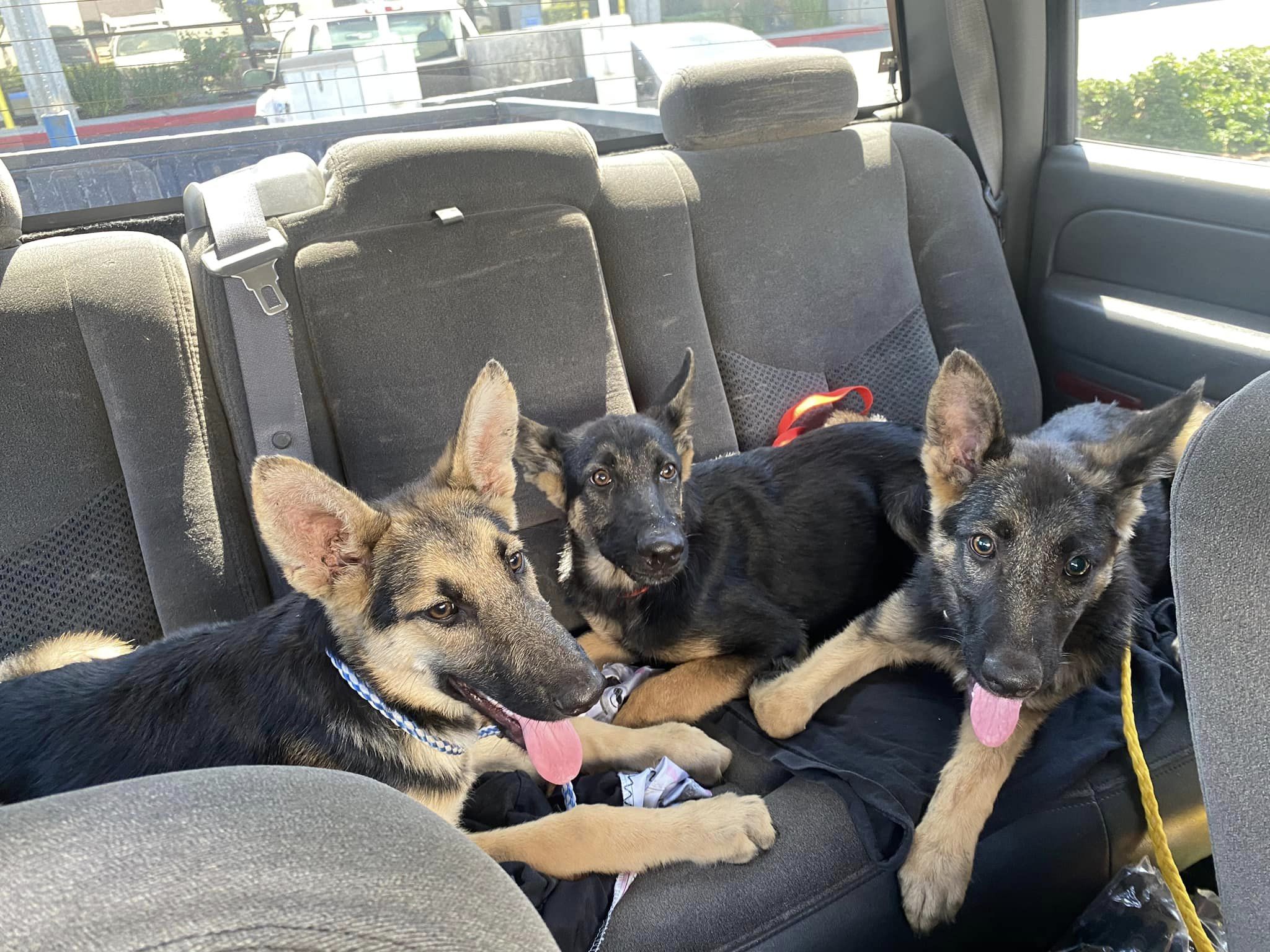 three dogs in a car