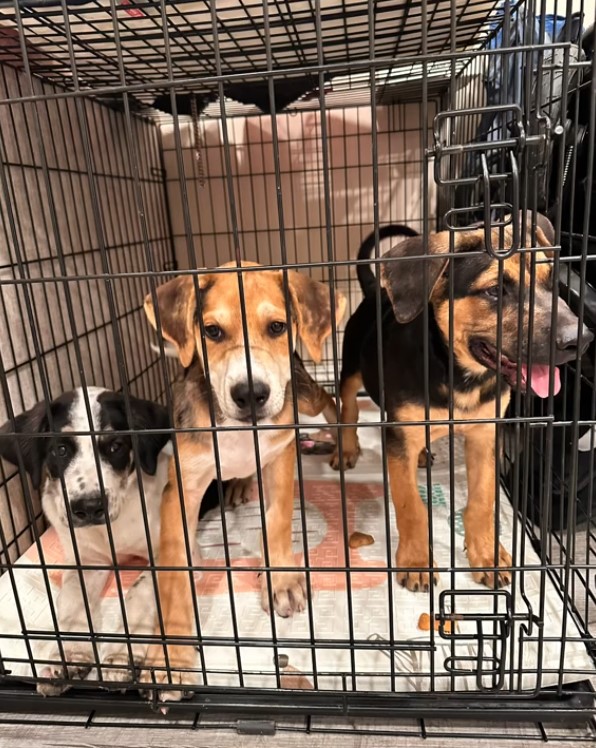 three dogs in cage