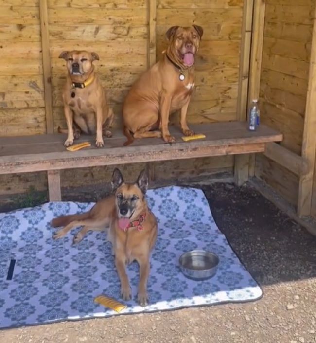 three dogs laying down