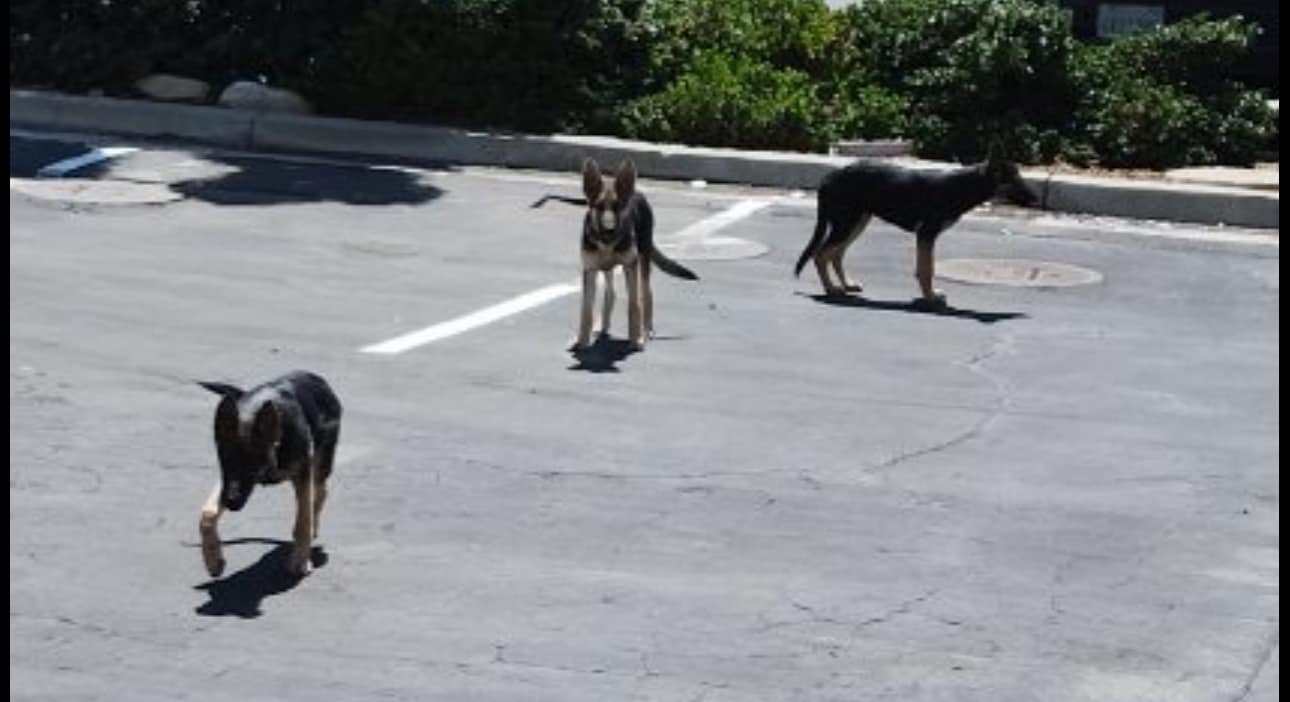 three dogs on the street