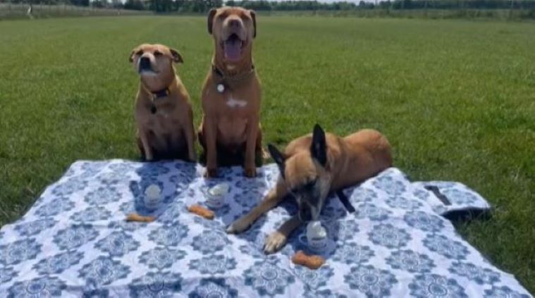 three happy dogs