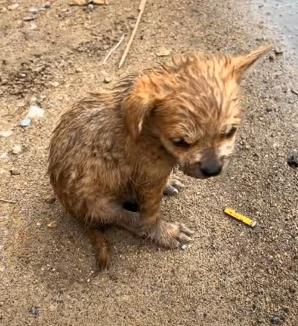 tiny dog on the floor