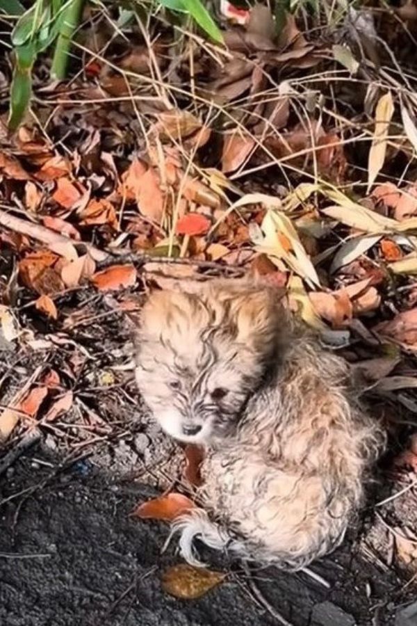 tiny puppy outdoor on the leaves