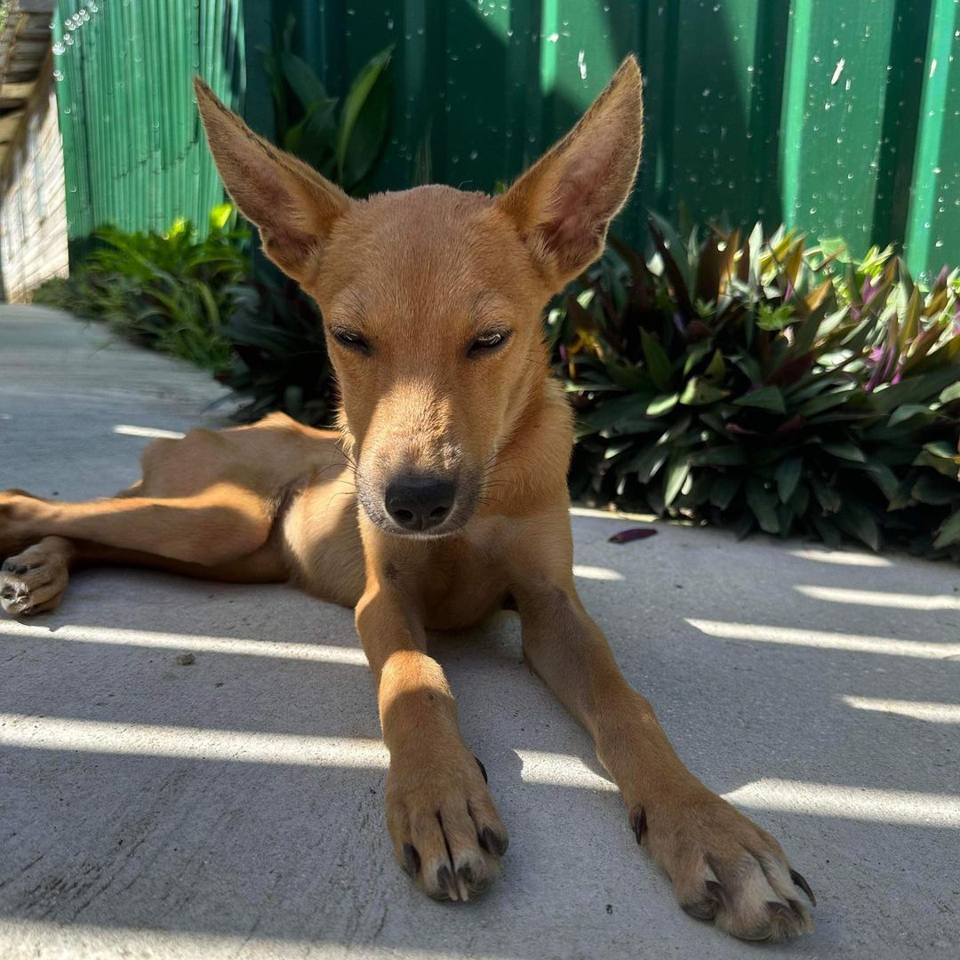 tiny starving pup