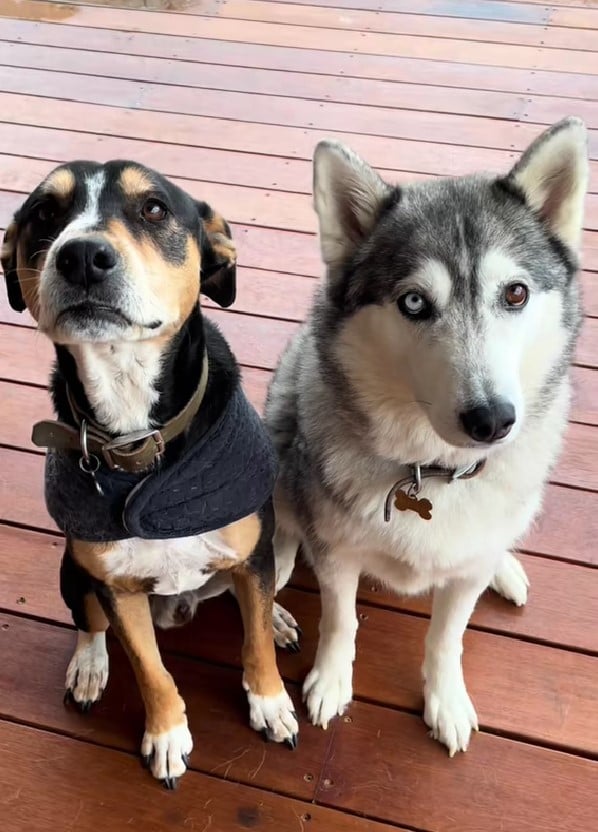 two cute dog posing for picture