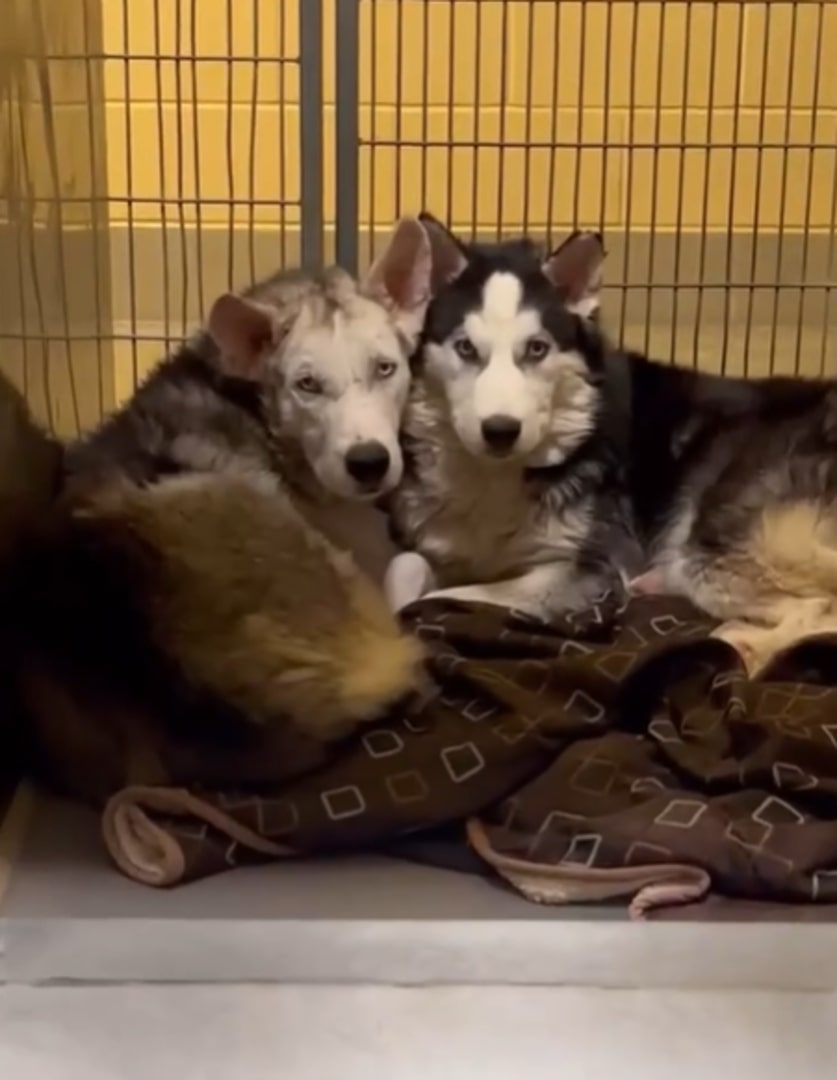 two cute huskies in a cage