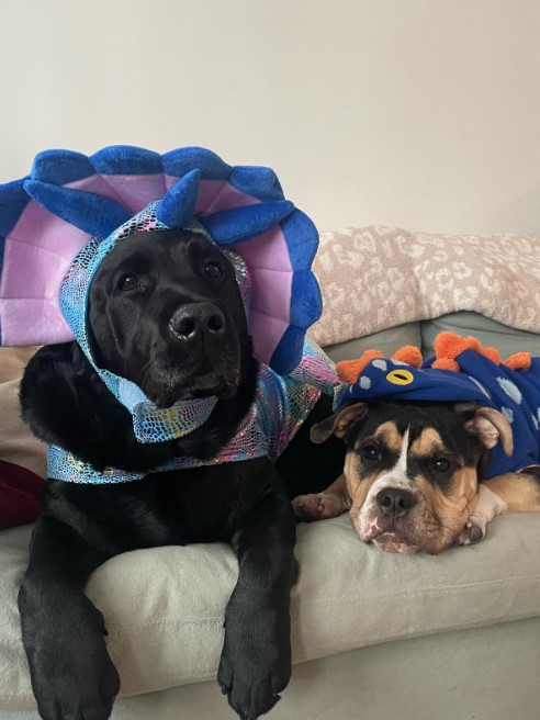 two dogs are lying on the bed with toys on their heads