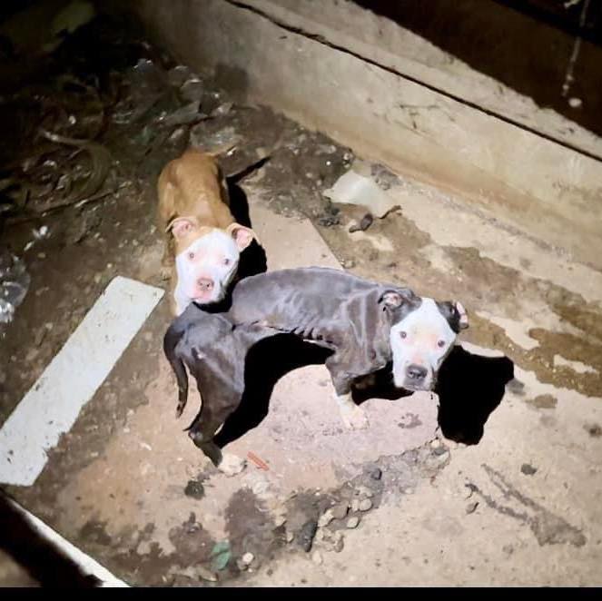 two dogs in an abandoned laundry