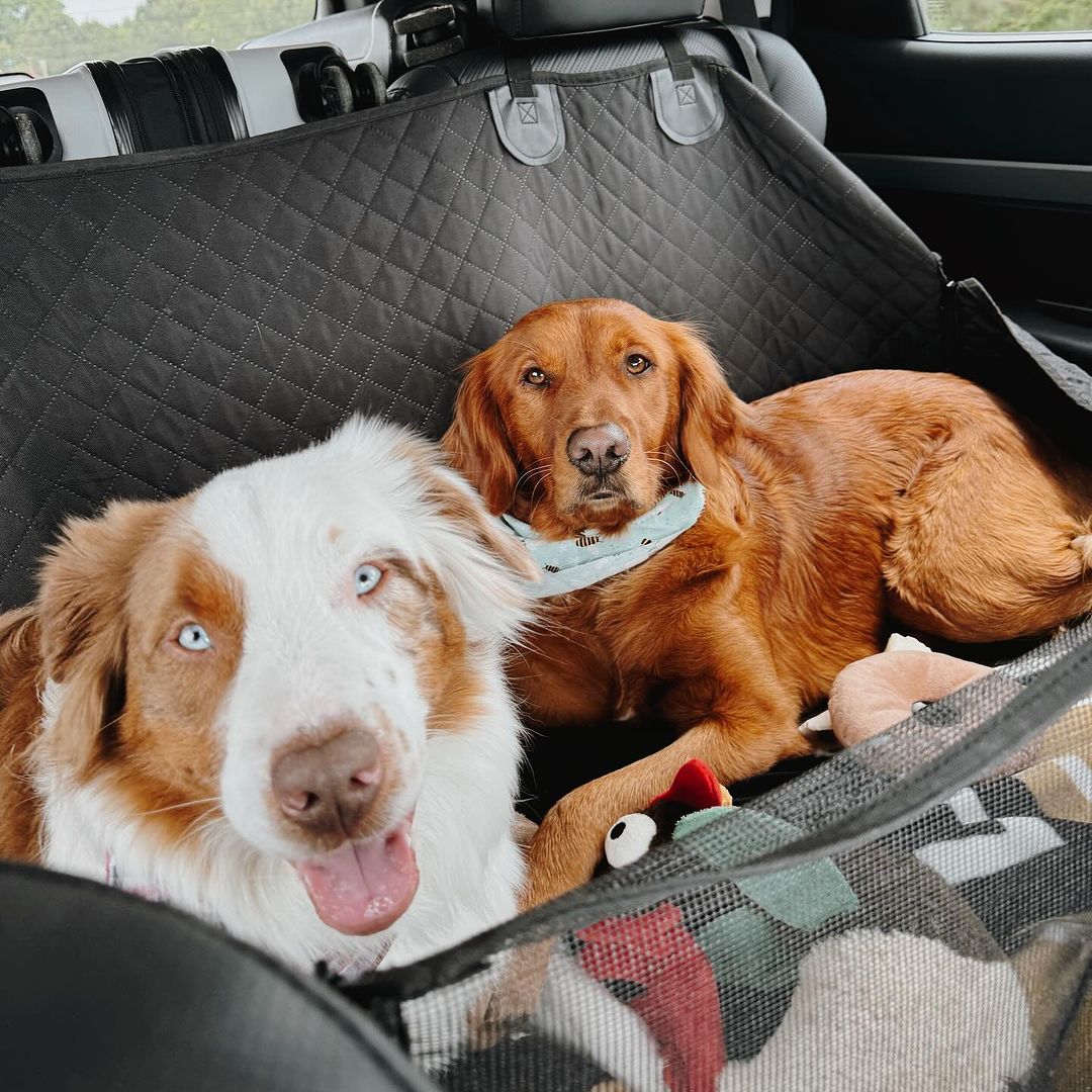 two dogs laying in the car