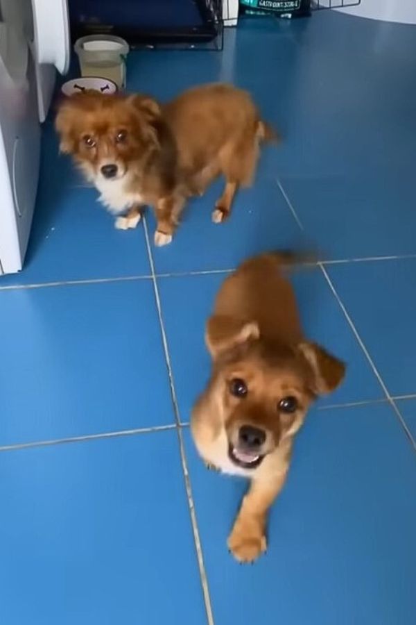 two dogs looking at the camera