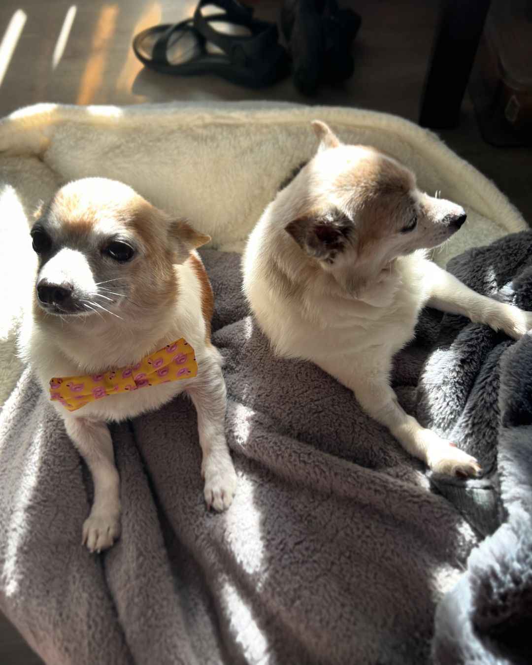 two dogs lying on a blanket