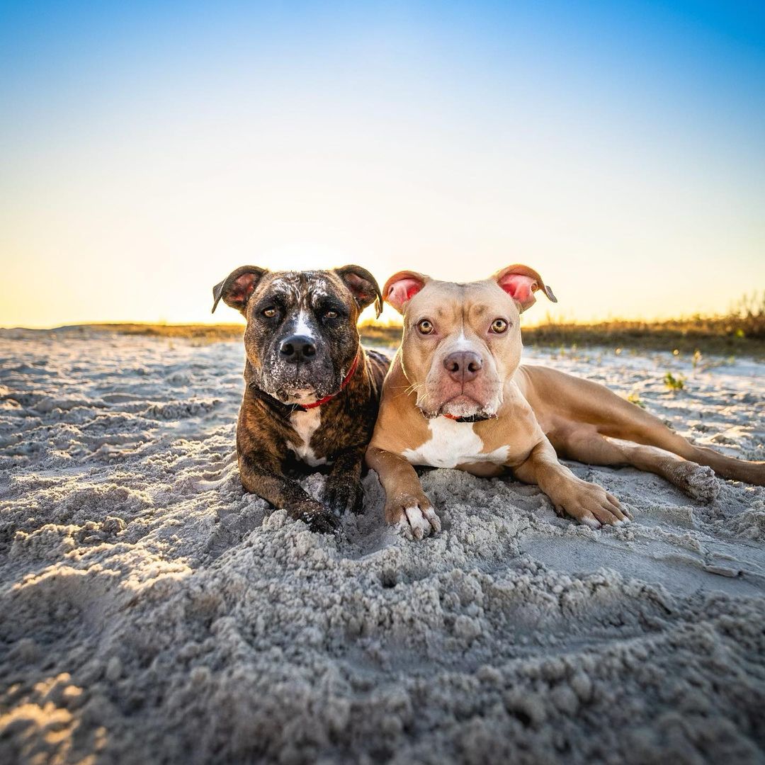 two dogs lying on the beach sand