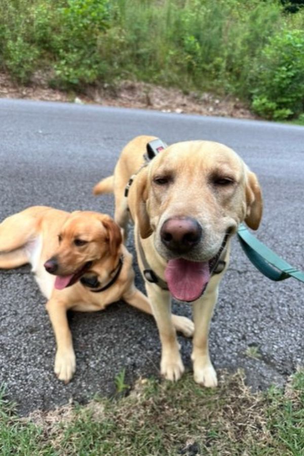 two labradors